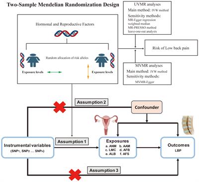 A causal examination of the correlation between hormonal and reproductive factors and low back pain